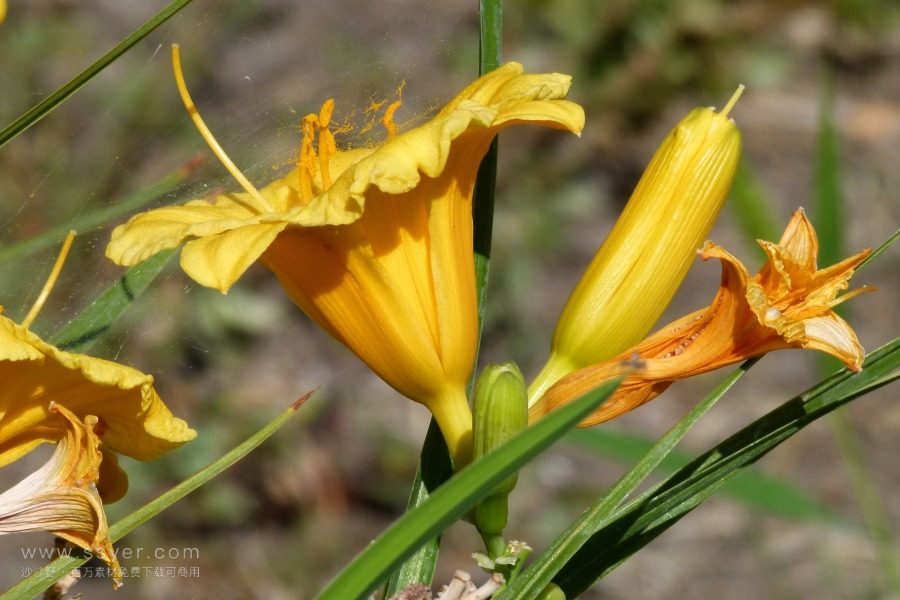 風途科技：種植黃花菜需要什么氣候條件？